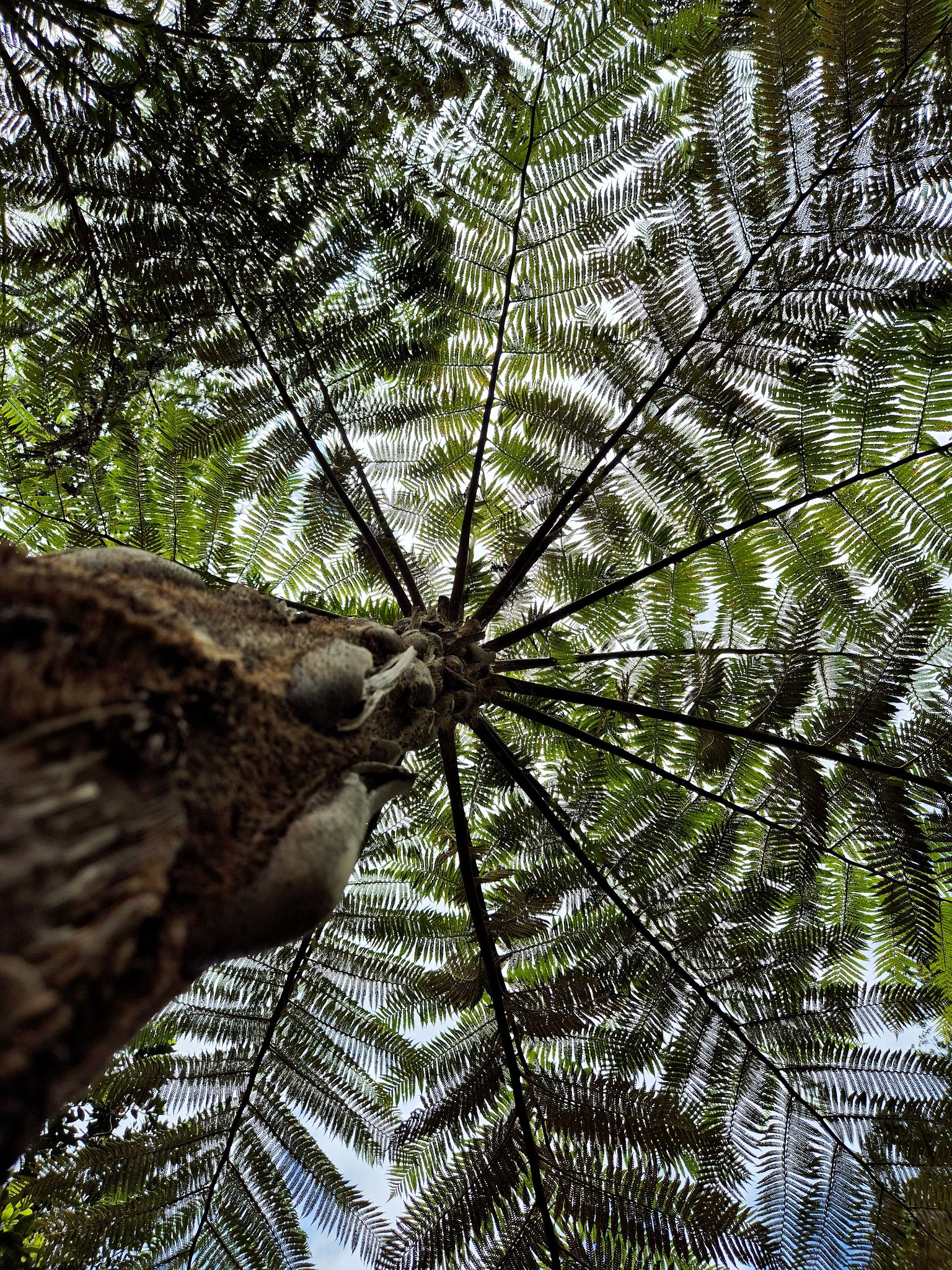 Der Jardim Tropical Monte Palace in Monte oberhalb von Funchal entstand auf einem Anwesen, das im 18. Jahrhundert der englische Konsul Charles Murray erwarb.  1897 ließ Alfredo Guilherme Rodrigues hier ein repräsentatives Wohnhaus errichten, später das Monte Palace Hotel. Seit 1987 gehört das Gelände dem Unternehmer José Berardo, dessen Stiftung den Garten heute betreibt.